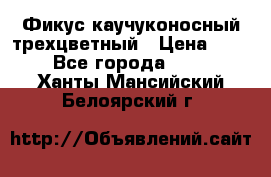 Фикус каучуконосный трехцветный › Цена ­ 500 - Все города  »    . Ханты-Мансийский,Белоярский г.